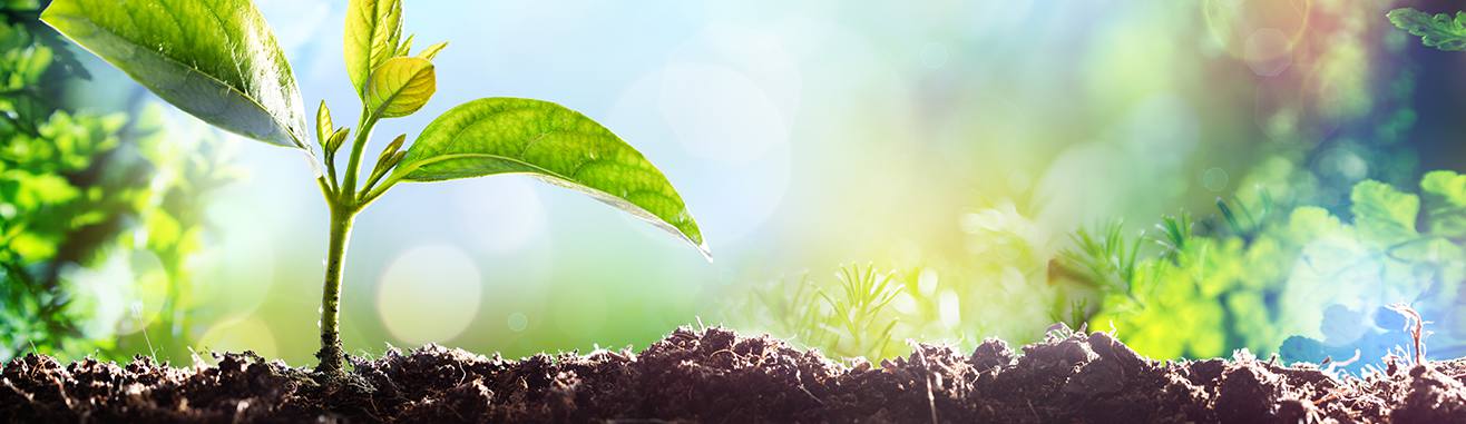 Imagem do Meio Ambiente